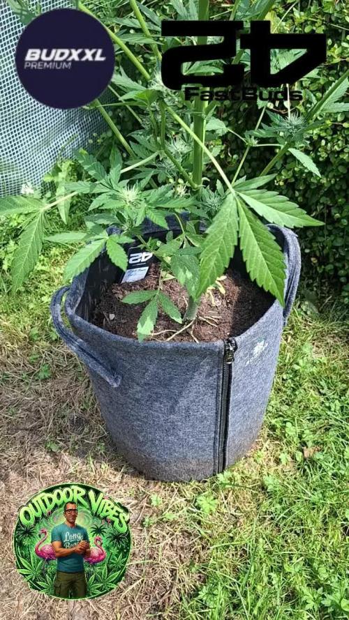 Mendo Guava Auto. Week 9