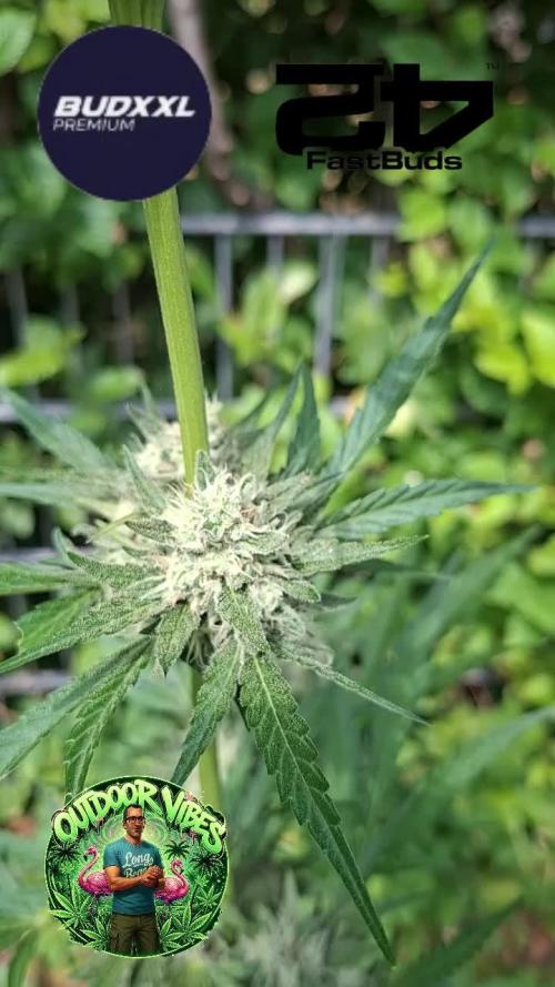 Mendo Guava Auto. Week 11