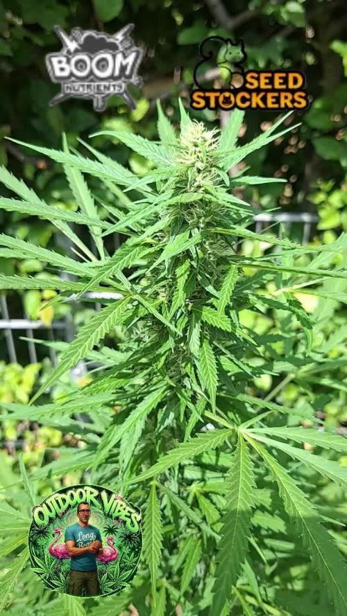 F.U.H (F*cked Up Hippy)© Auto. Week 11