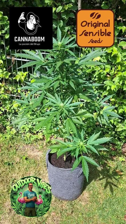 Zoapaya Auto. Week 7