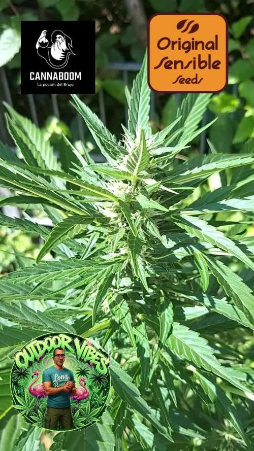 Zoapaya Auto. Week 8