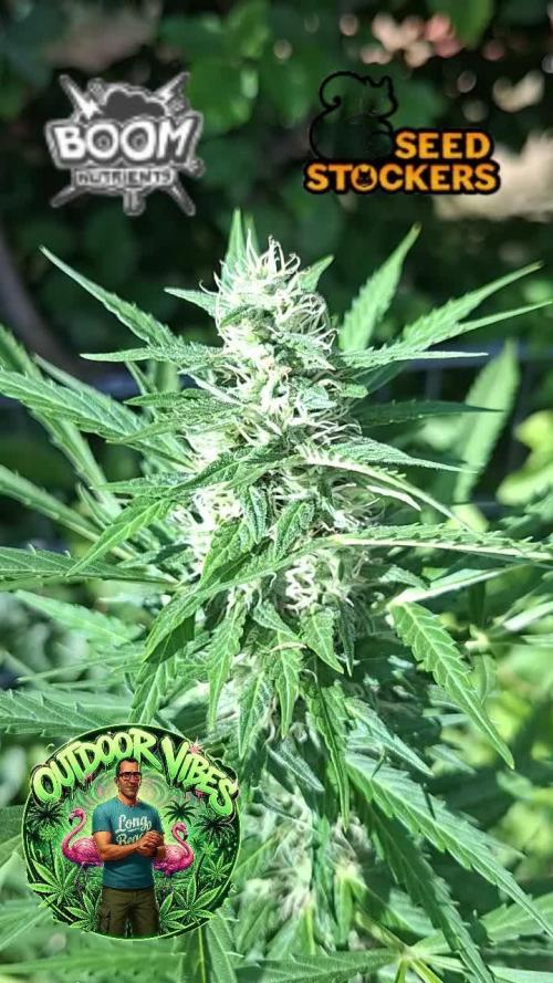 F.U.H (F*cked Up Hippy)© Auto. Week 12