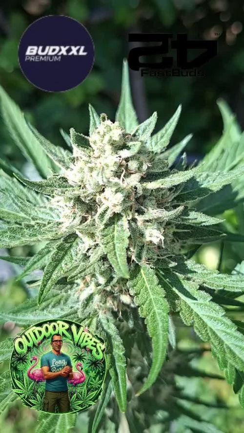 Mendo Guava Auto. Week 12