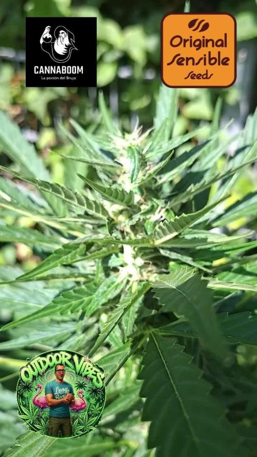 Zoapaya Auto. Week 9