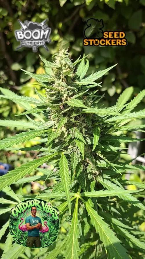 F.U.H (F*cked Up Hippy)© Auto. Week 13