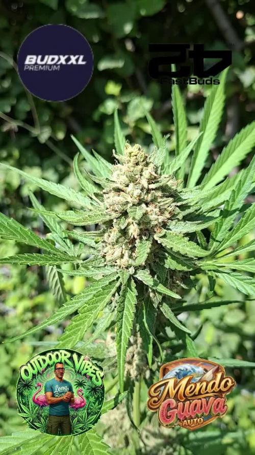 Mendo Guava Auto. Week 13
