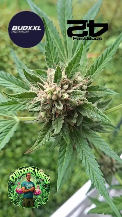 Mendo Guava Auto. Week 14