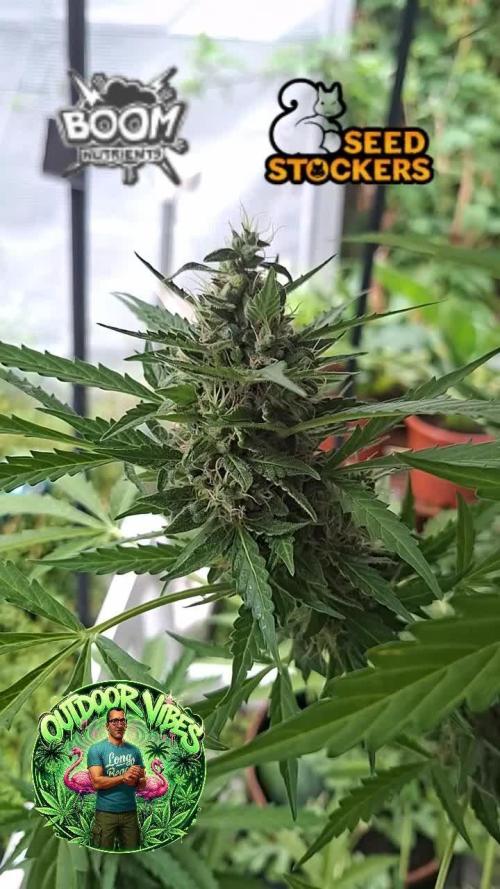 F.U.H (F*cked Up Hippy)© Auto. Week 14
