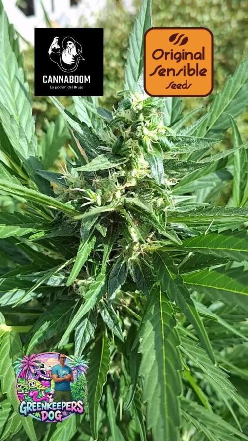 Zoapaya Auto. Week 11
