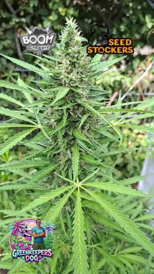 F.U.H (F*cked Up Hippy)© Auto. Week 15