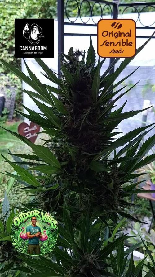Zoapaya Auto. Week 12