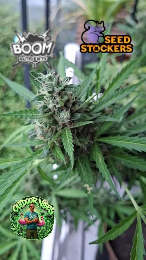 F.U.H (F*cked Up Hippy)© Auto. Week 16