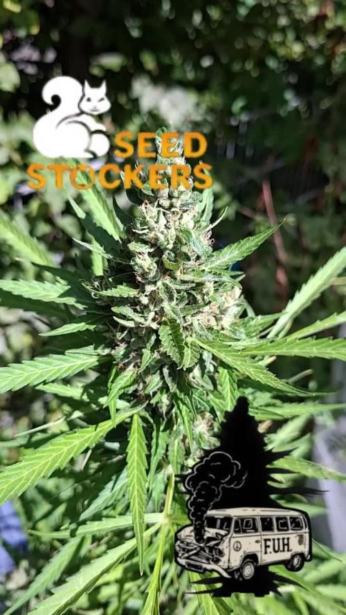 F.U.H (F*cked Up Hippy)© Auto. Week 17