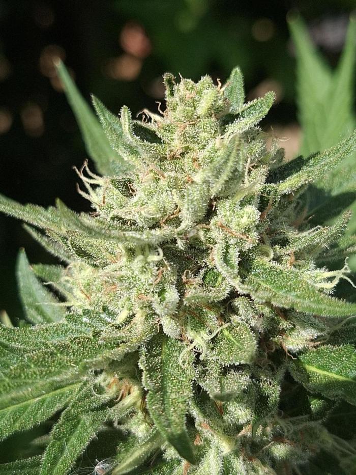 Mendo Guava Auto Outdoor'26. Week 16