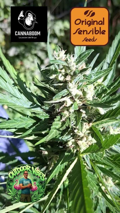 Zoapaya Auto. Week 13