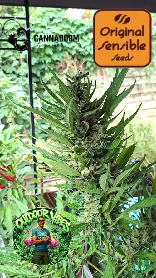 Zoapaya Auto. Week 14