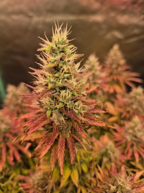 Kurz vor der Ernte. Week 9