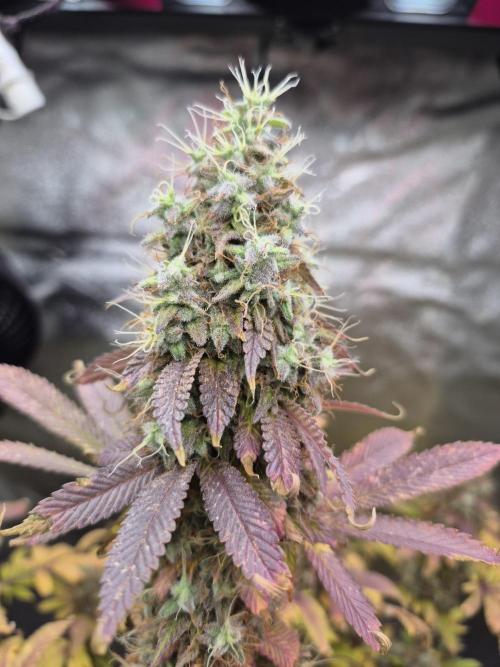 Zimmer 1. Week 15