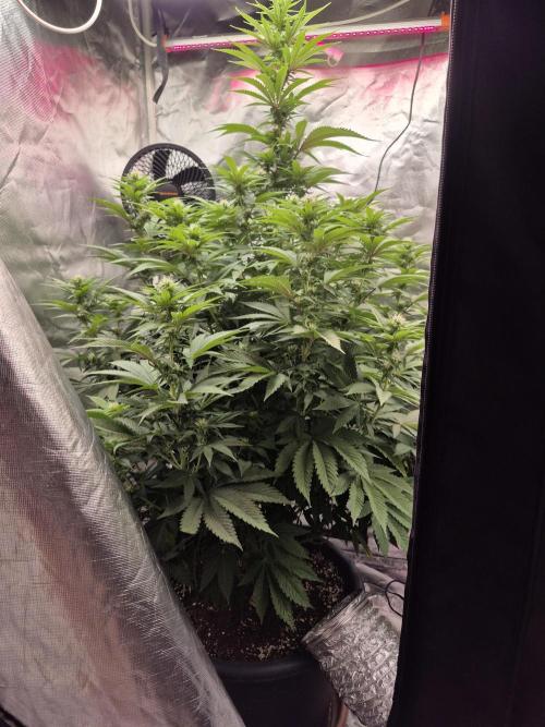 Zimmer 2. Week 9