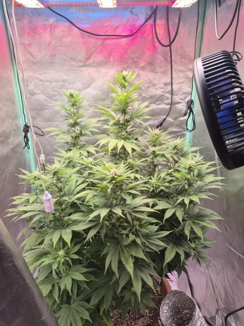 ZIMMER 3. Week 9
