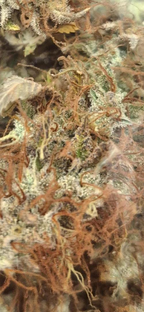 Purple Punch. Week 16