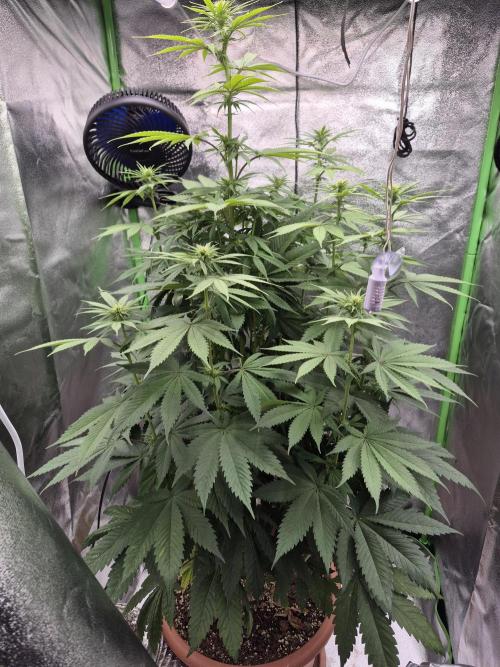 Zimmer 4. Week 8