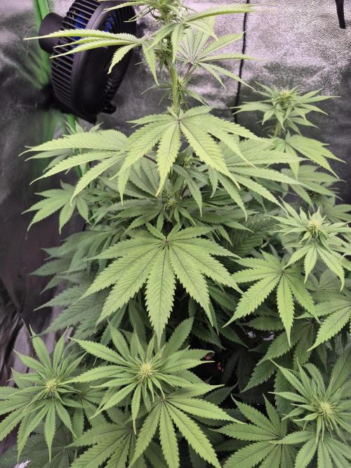 Critical Kush. Week 8