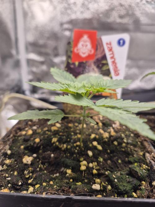 Zimmer 1. Week 2