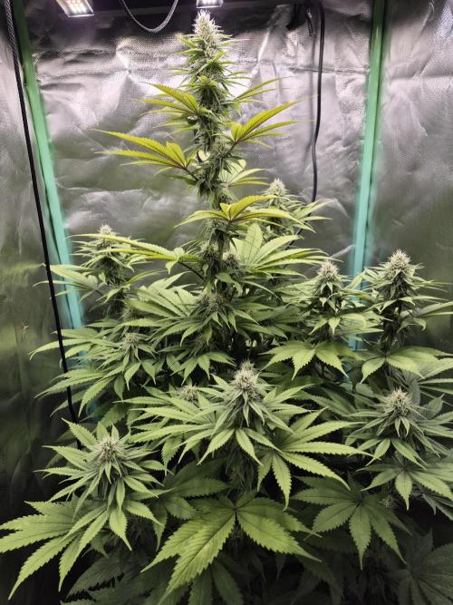 Critical Kush. Week 12