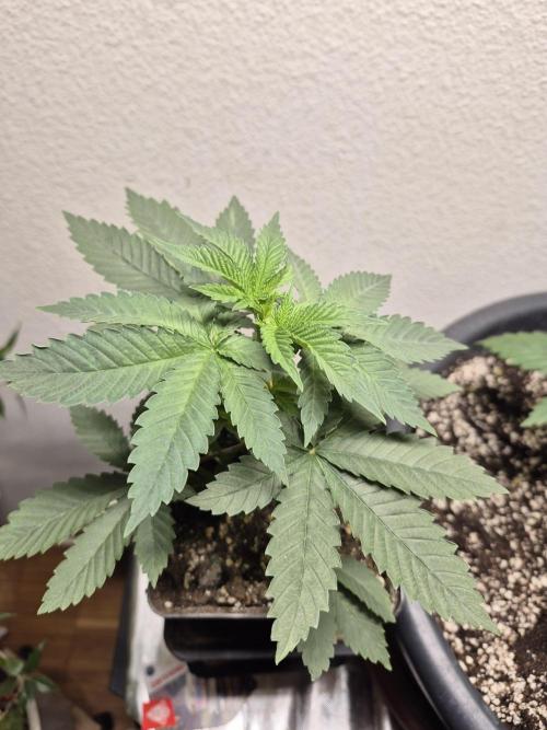 Zimmer 1. Week 4