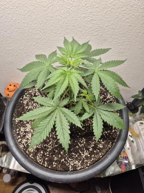 Zimmer 6. Week 3