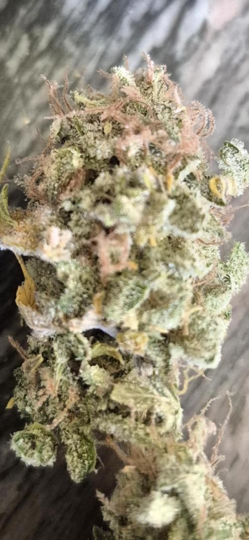 GMO Cookies. Week 15