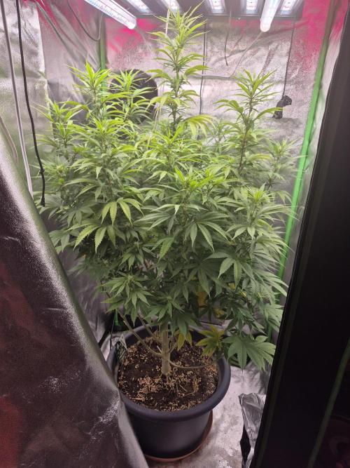 Zimmer 5. Week 12