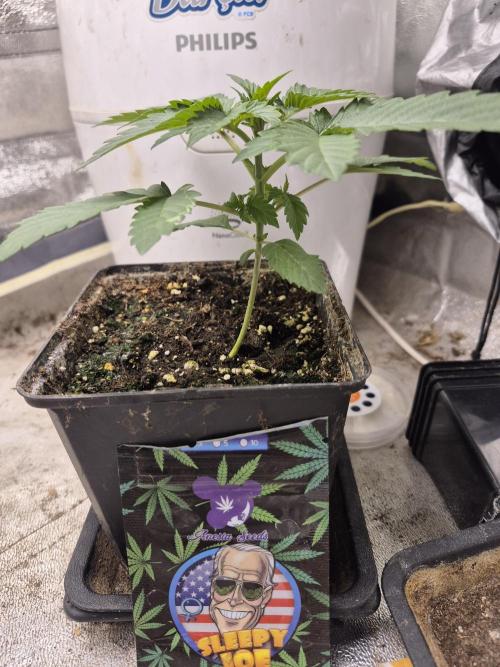 Zimmer 1. Week 2
