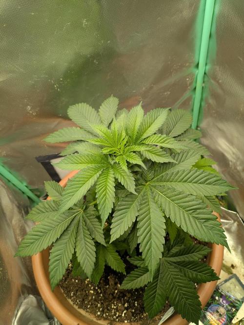 Zimmer 1. Week 4