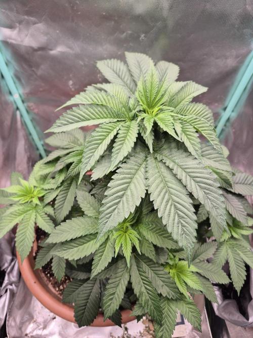 Zimmer 1. Week 5