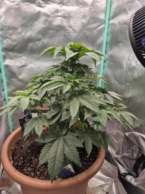 Zimmer 1. Week 5