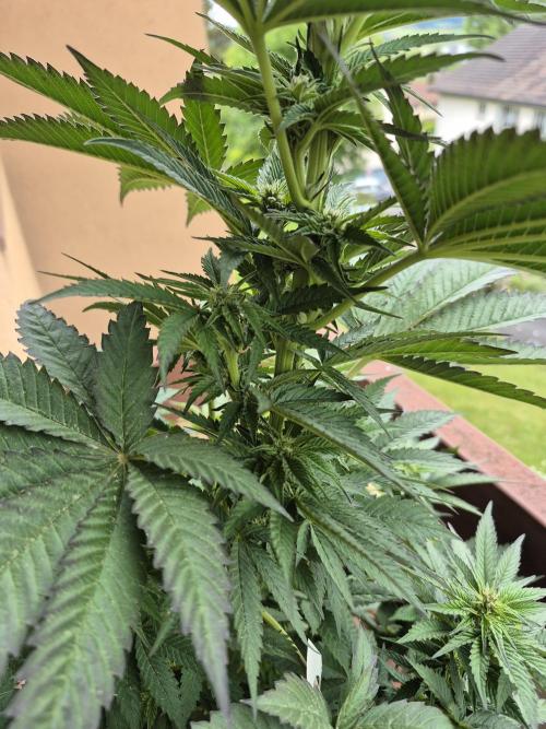 SF-300. Week 12