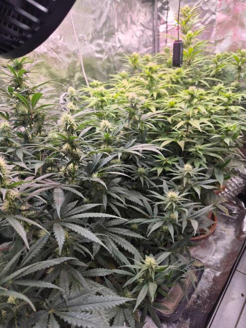 Afghan . Week 3