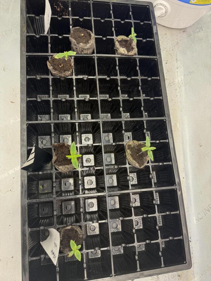 Dirty Bird Run. Week 0