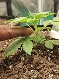 First grow