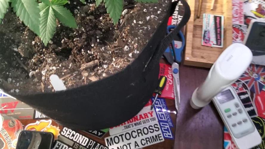 First grow