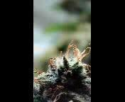 First grow