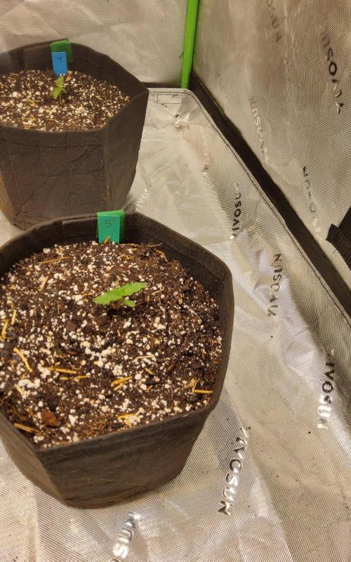 Big grow. Week 0