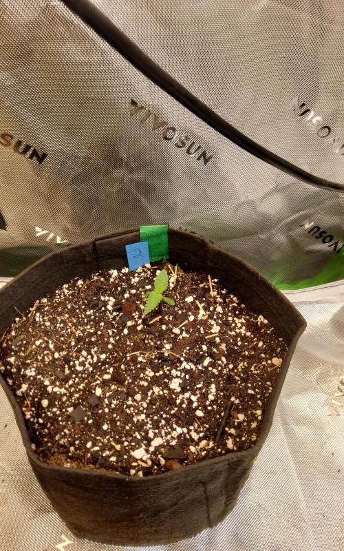 Big grow. Week 0