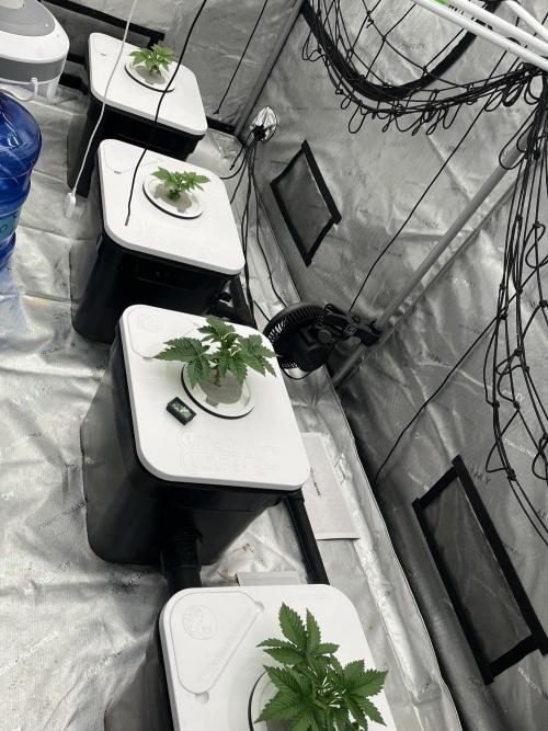 Reverse Genetics TC#11. Week 3 - 14 days old just changed water to week 3