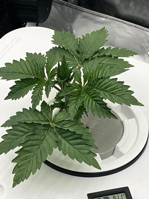 Reverse Genetics TC#11. Week 3 - I have something going on, getting a little taco action and that leather look.