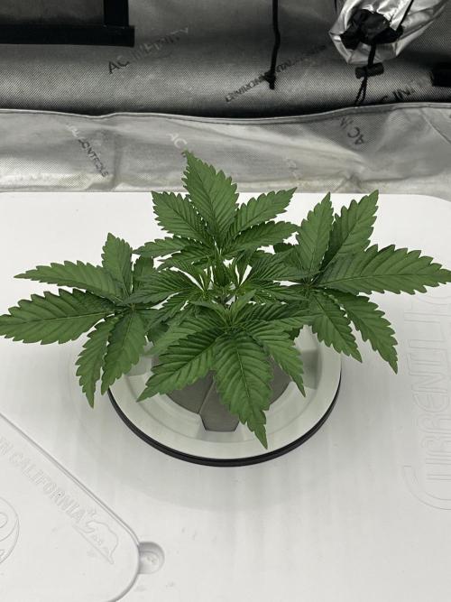 Reverse Genetics TC#11. Week 3