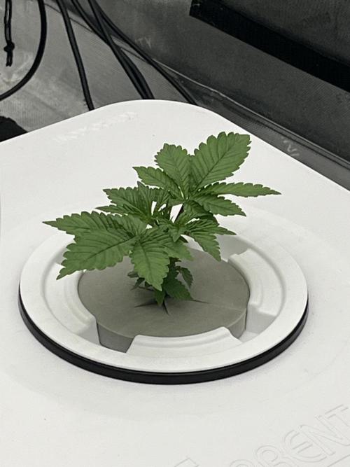 Reverse Genetics TC#11. Week 3