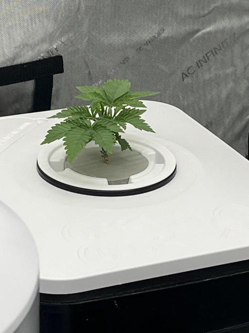 Reverse Genetics TC#11. Week 3